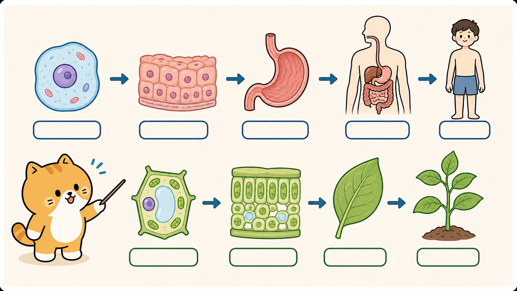 生物体结构层次知识点教学插画